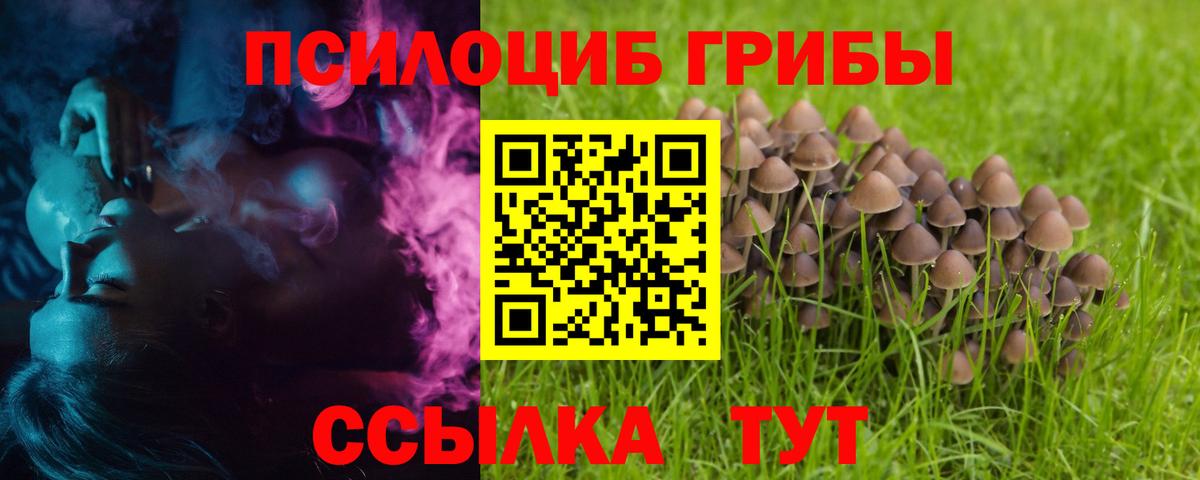 Псилоцибиновые грибы Psilocybine cubensis Кировск